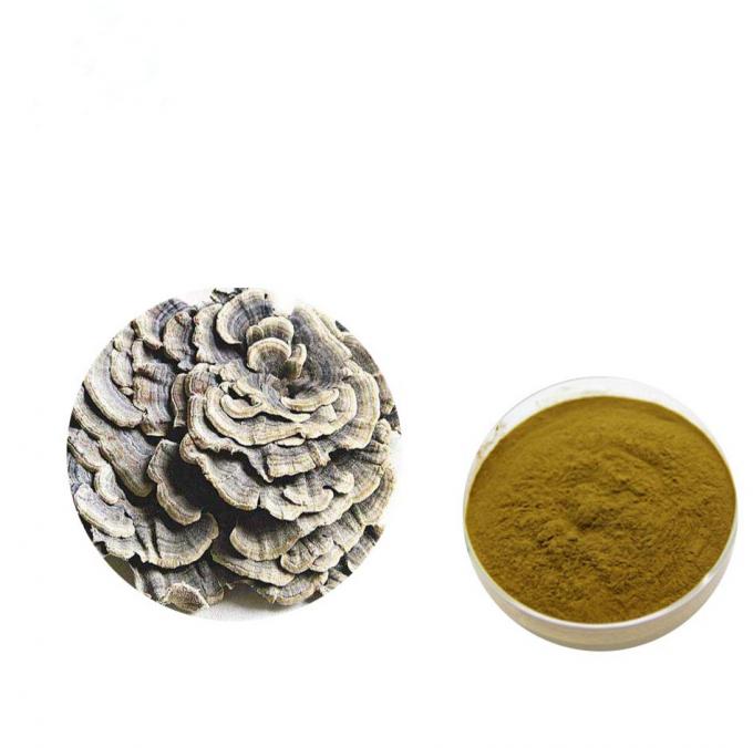 Strengthen Physique Brown Yellow Coriolus Versicolor Extract Powder 0