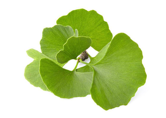 USP Grade Organic Ginkgo Biloba Powder supplier