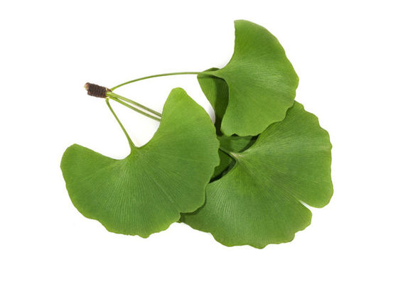 Regulate Blood Fat 24/6 Ginkgo Biloba Standardized Extract supplier