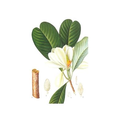 Anti Stress 98% Pure Natural Organic Magnolia Bark Extract supplier
