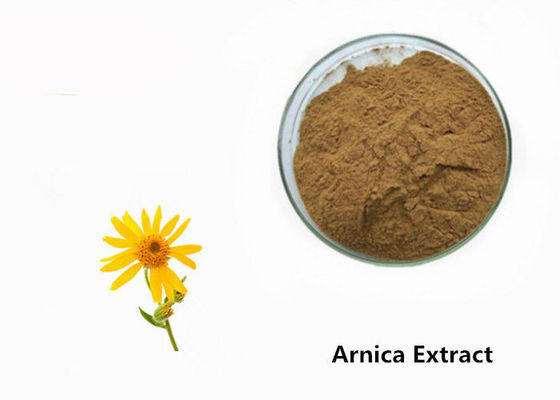 Arnica Plant Extract Powder supplier