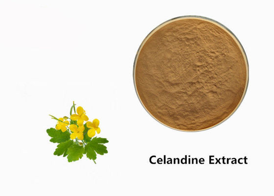 Celandine Plant Extract Powder supplier