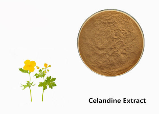 Celandine Plant Extract Powder supplier