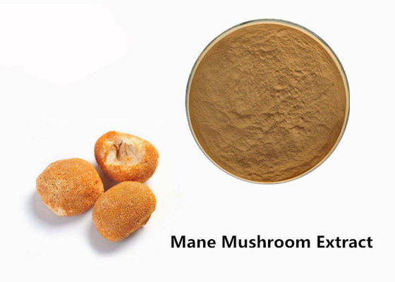 Hericum Erinaceus 10% Polysaccharides Mushroom Extract Powder supplier
