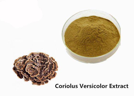 Strengthen Physique Brown Yellow Coriolus Versicolor Extract Powder supplier
