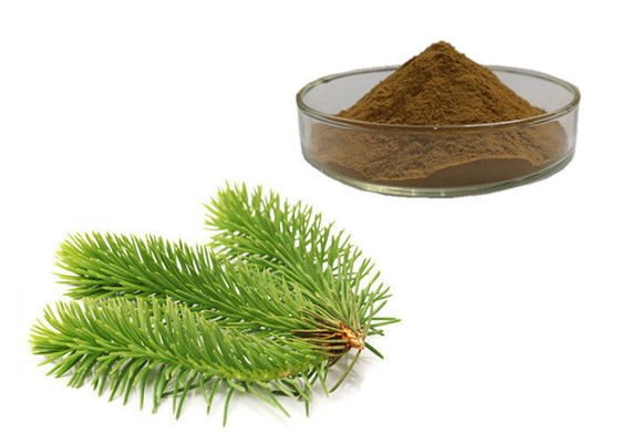 Pine Leaves Herbal Extract Powder supplier