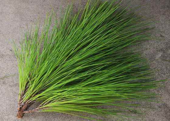 Pine Leaves Herbal Extract Powder supplier