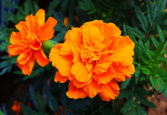 Natural Pigment Xanthophyll Marigold Flower Herbal Extract Powder supplier