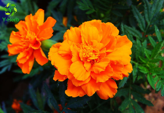 Natural Pigment Xanthophyll Marigold Flower Herbal Extract Powder supplier