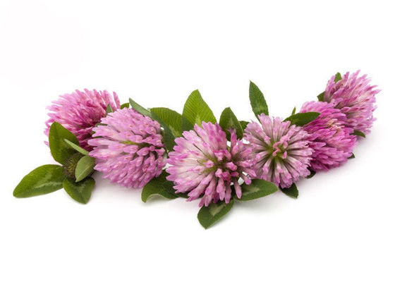 Purity 2.5% 8% 20% 40% Isoflavones Red Clover Extract Powder supplier