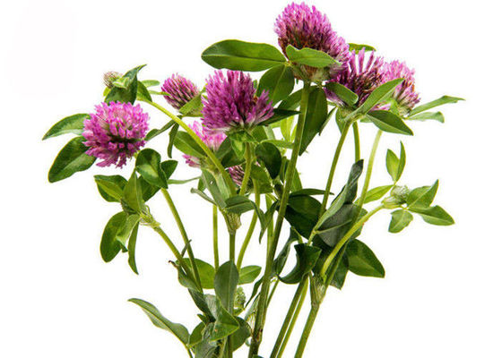 Purity 2.5% 8% 20% 40% Isoflavones Red Clover Extract Powder supplier