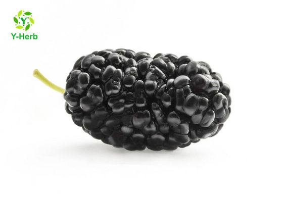 Anthocyanin Fruit Mulberry Herbal Extract Powder For Food Additives supplier