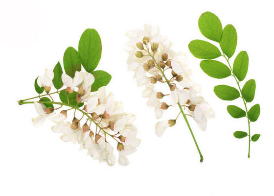 95% 98% Pure Rutin Powder Flower Bud Part Sophora Japonica Extract supplier