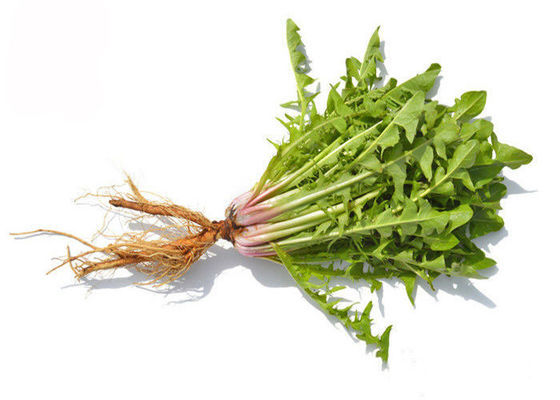 Water Soluble Organic Dandelion Root Herbal Extract Powder supplier