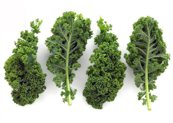 Juice Kale Extract Powder supplier