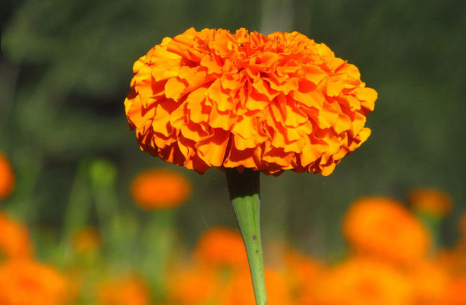 Natural Pigment Xanthophyll Marigold Flower Herbal Extract Powder 0