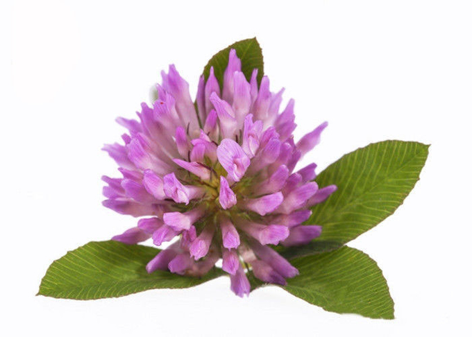 Purity 2.5% 8% 20% 40% Isoflavones Red Clover Extract Powder 0